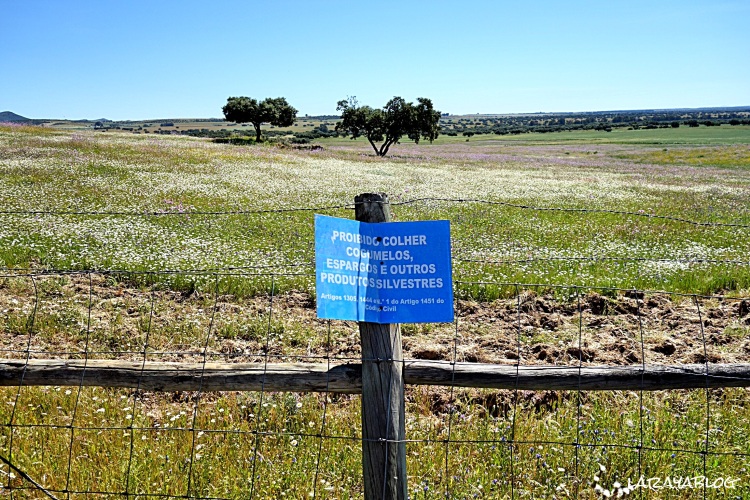 En las tierras de la antiguas Contienda o Reyerta está prohibido coger espárragos y setas