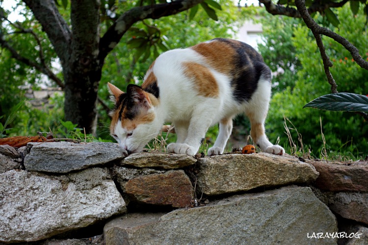 En la Sierra de San Mamede hay más gatos que turistas
